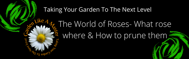 The World of Roses delves into the types of rose, where you can plant them and how to grow a rose successfully.