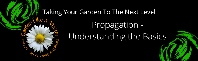 Here we take a look at how to propagate plants with little or no experience