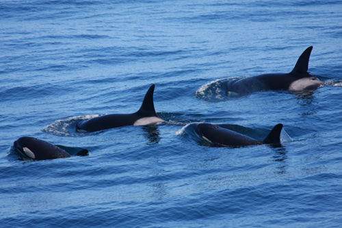Photo credit: A group of transient killer whales far offshore of the Oregon coast. Photograph by NOAA Southwest Fisheries Science Center 
