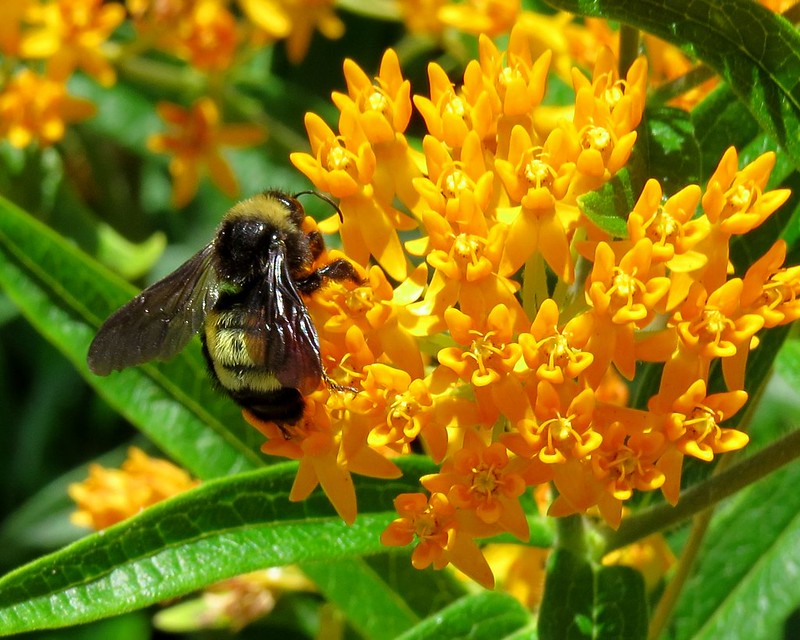 American Bumblebee on butterfly weed (B. pensylvanicus on Asclepias tuberosa)
