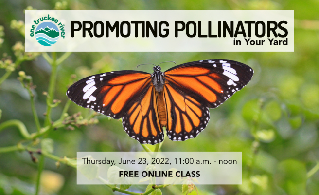 Promoting Pollinators in Your Yard: Free Online Class on June 23 at 11:00 a.m.